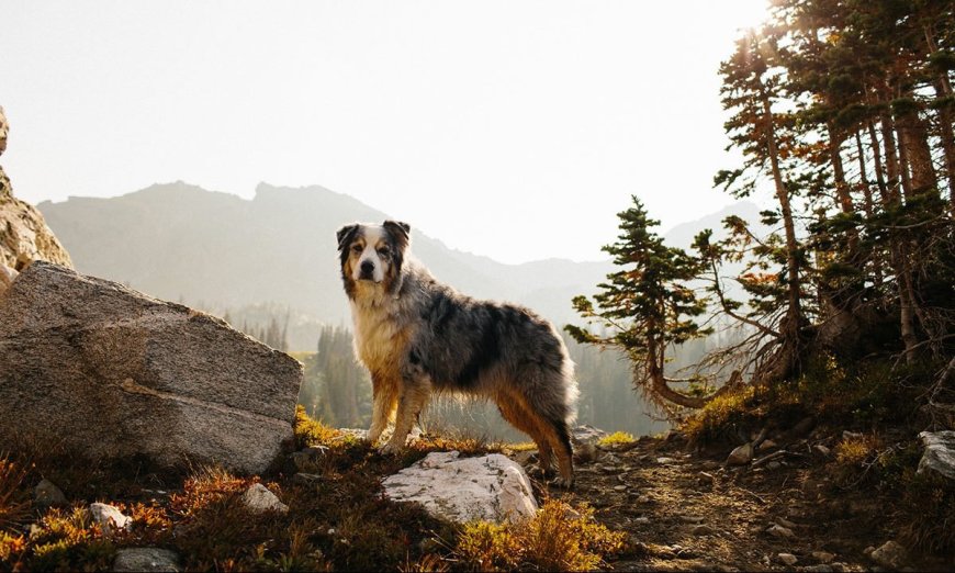 How To Train Your Dog For Big Outdoor Adventures