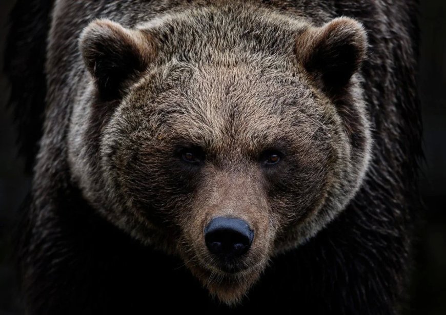 50 Incredible Bear Facts, Stories, And Busted Myths