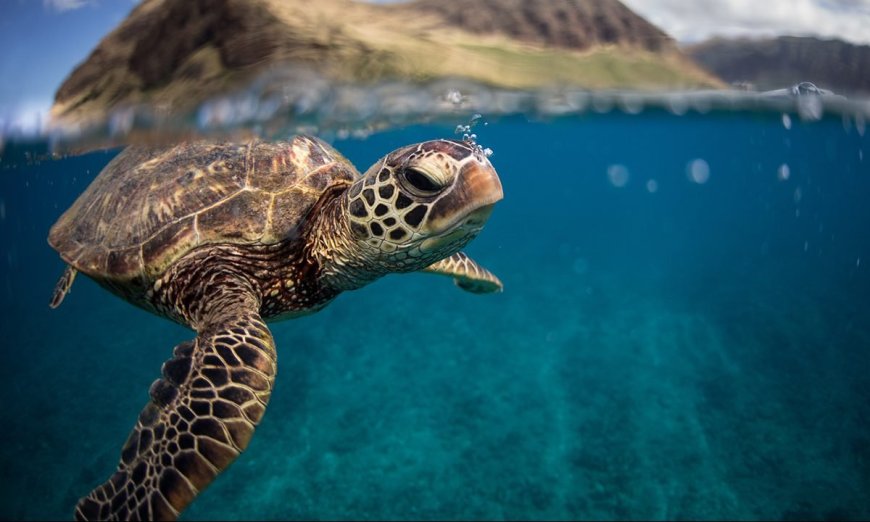It’s Endangered Species Day: Here Are 10 Endangered Animals That Need Help