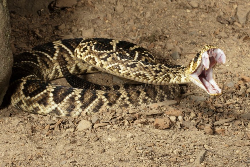 Think You Know What To Do After A Snake Bite? This ER Doctor May Disagree