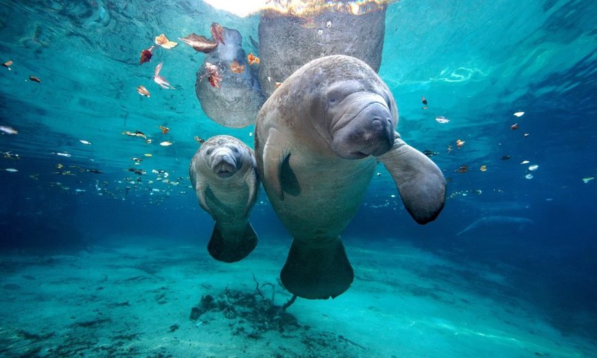 Conservation Matters: 5 Animals That Are Not Endangered Anymore 