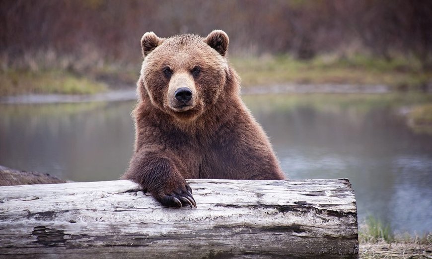 How Bear Grylls Keeps His Food Safe From (Other) Bears