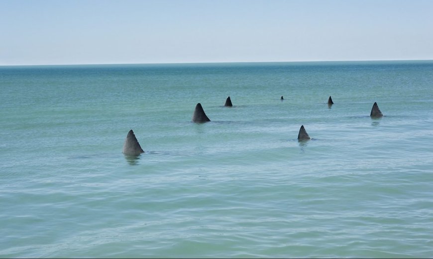 Can Drones Help Prevent Shark Attacks?