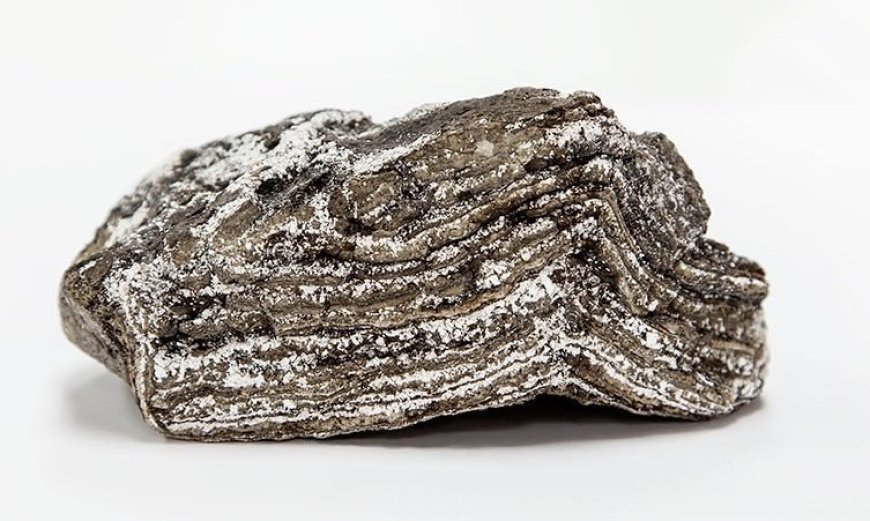 Sailors Arrested for Smuggling Whale Vomit Worth $2 Million