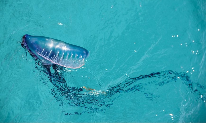 Here Are 8 Deadly Sea Creatures You Should Definitely Avoid, According To Bear Grylls