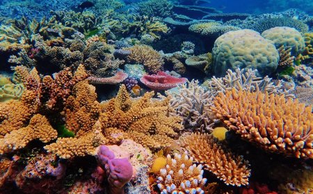 It’s World Reef Awareness Day: Here’s What Your Sunblock Is Doing to Coral Reefs