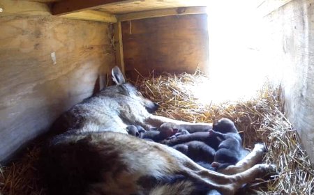 VIDEO: Meet the Endangered Red Wolf Pups Born at Great Plains Zoo