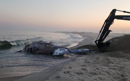 Two Humpback Whales Die by Suspected Blunt Force Trauma