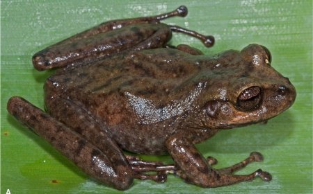 Mysterious Creature Discovered in the ‘Lost World’ Carrying Nine Babies on its Back 