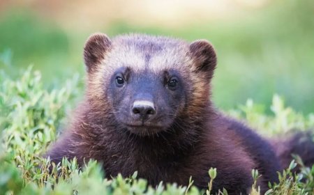 Wolverine Spotted for the Second Time in 100 Years