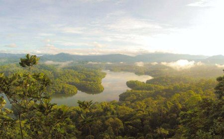 World Rainforest Day 2023 – How Can We Save Our Earth?