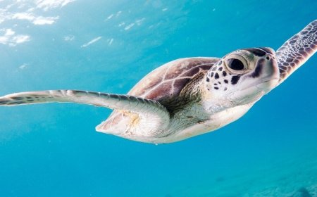 World Sea Turtle Day:  Best Places to See Them During Your Beach Vacations Around the World