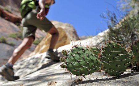 Hiking Near Las Vegas: The 26 Best Trails By Sin City