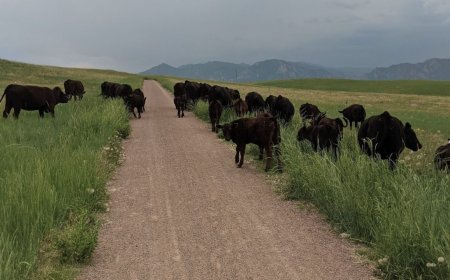 Runner Hospitalized After Being Mobbed by Cows 