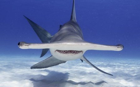 WATCH: Scientist Explains Hammerhead Sharks, Plus an Insane Tour Inside a Shark’s Mouth