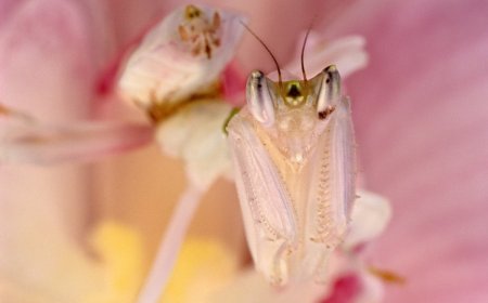 5 Master Mimics in the Animal Kingdom