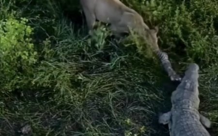 Watch ‘Truly Epic’ Battle Footage of a Lion vs. a Crocodile