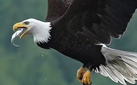 WATCH: You’ve Never Seen a Predator Hunt Like This