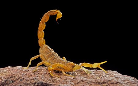Tarantulas, Scorpions, Ticks and Other Dangerous Arachnids To Avoid