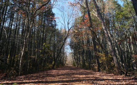 A Brief Guide to Wharton State Forest for 2023