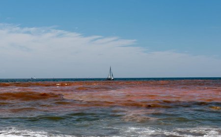 What Is Red Tide?