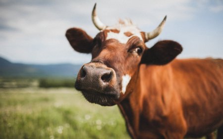Cows Burps Are Damaging the Planet. Is Seaweed the Solution?