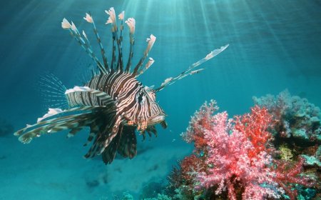 A Venomous Octopus, Fish That Look Like Toads and Other Sea Creatures To Avoid