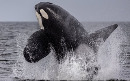 “Just Unreal’: Massachusetts Gets Rare, ‘Lucky’ Orca Sightings 