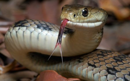 WATCH: This Doppelganger Is Not a Snake