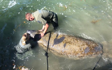 Police Save Manatee by Literally Holding Its Head Above Water