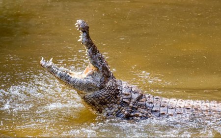 Dangerous Lizards and Other Reptiles You Should Avoid In The Wild, According To Bear Grylls