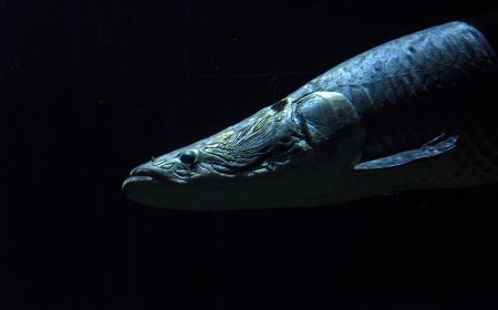 12 of the Most Dangerous Animals in the Amazon