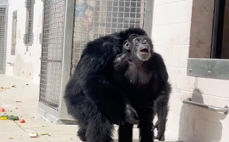 WATCH: Chimp’s Heartwarming Reaction to Seeing the Sky for the First Time