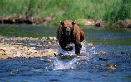 Bear Charges at Tour Group, Guide Charges Right Back
