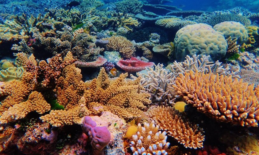 It’s World Reef Awareness Day: Here’s What Your Sunblock Is Doing to Coral Reefs