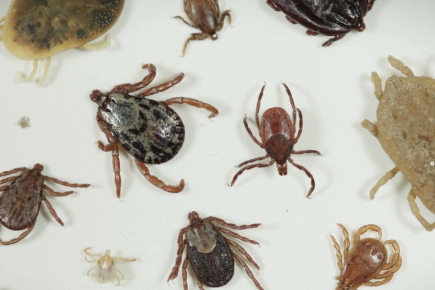 Battle Over ‘Chronic Lyme Disease’ Subject of New Documentary