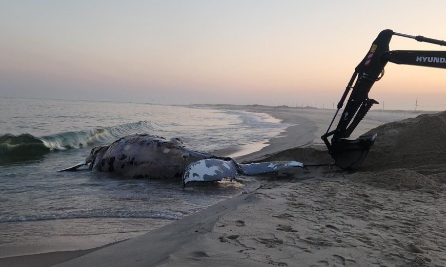 Two Humpback Whales Die by Suspected Blunt Force Trauma