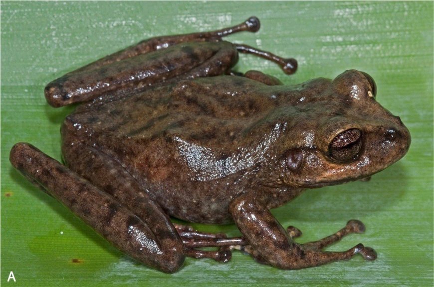 Mysterious Creature Discovered in the ‘Lost World’ Carrying Nine Babies on its Back 