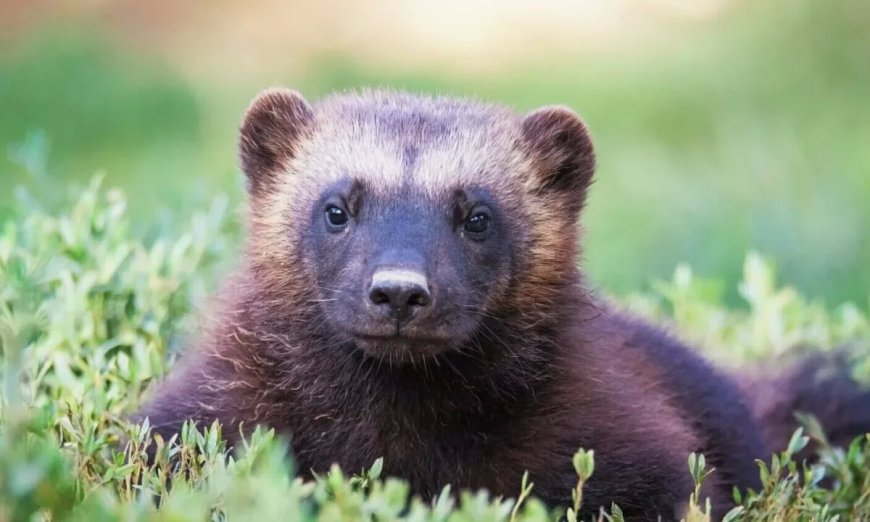 Wolverine Spotted for the Second Time in 100 Years