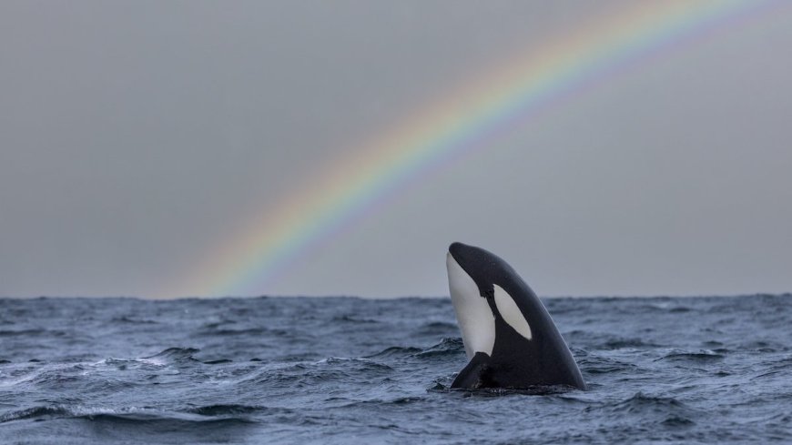 Orcas’ Boat-Ramming Behavior Explained by Experts