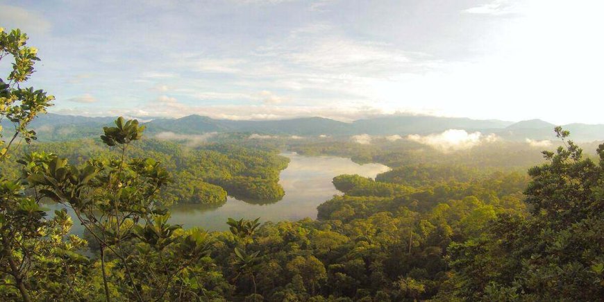 World Rainforest Day 2023 – How Can We Save Our Earth?