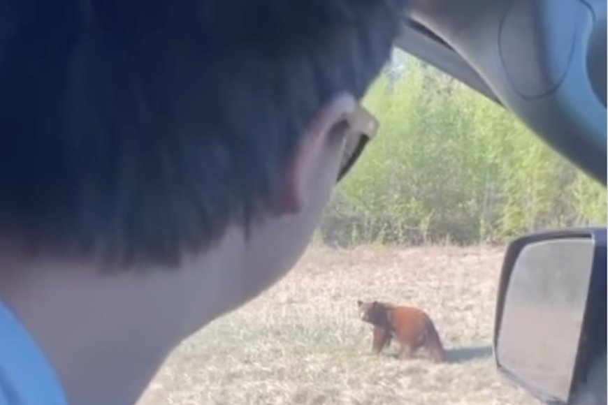“Uncommon and Severe”: Why Are More People Approaching Wildlife at Yellowstone?