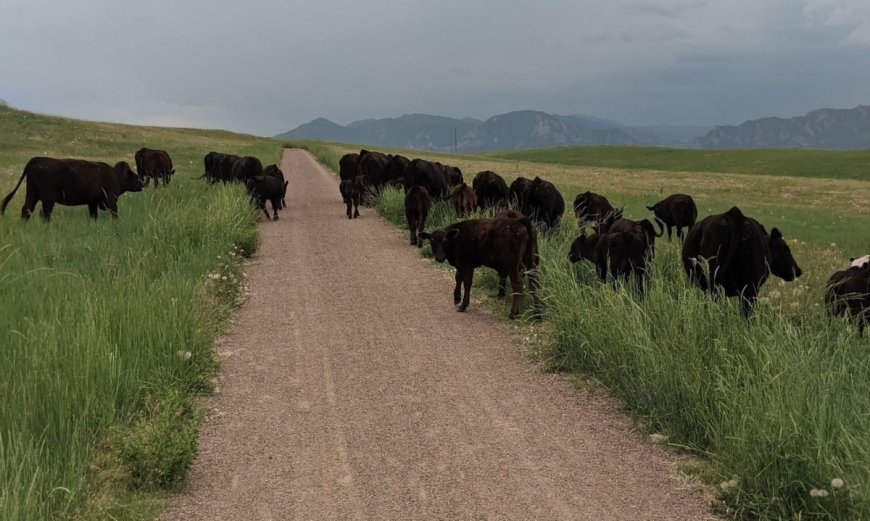 Runner Hospitalized After Being Mobbed by Cows 