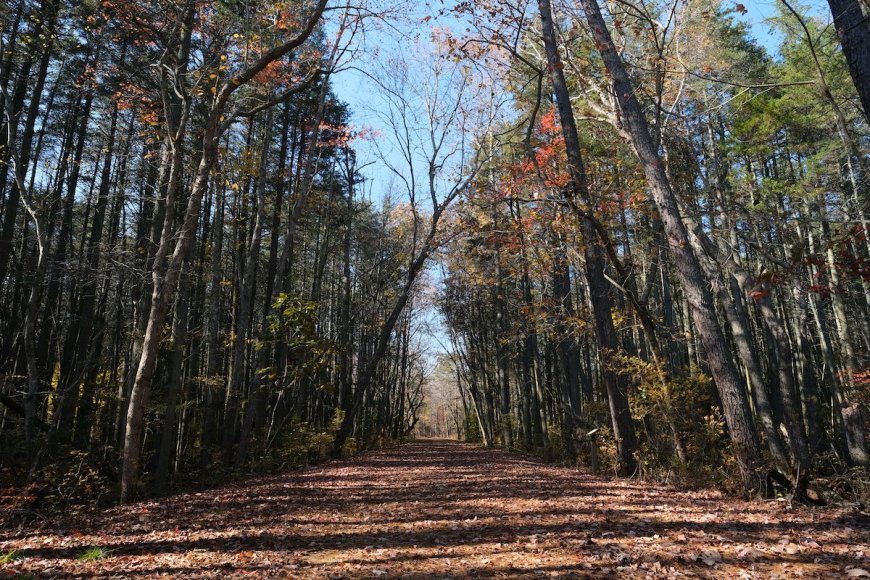 A Brief Guide to Wharton State Forest
