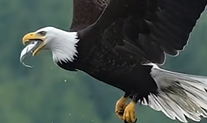 WATCH: You’ve Never Seen a Predator Hunt Like This