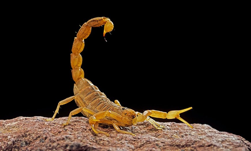 Tarantulas, Scorpions, Ticks and Other Dangerous Arachnids To Avoid