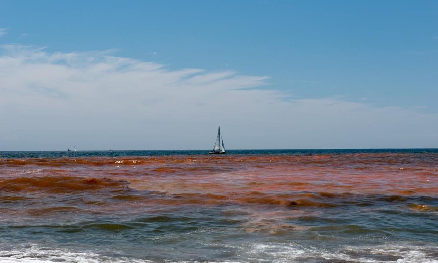 What Is Red Tide?
