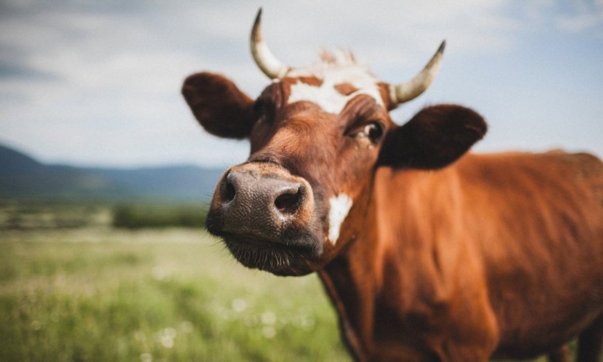 Cows Burps Are Damaging the Planet. Is Seaweed the Solution?