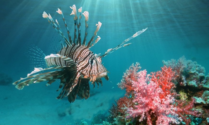 A Venomous Octopus, Fish That Look Like Toads and Other Sea Creatures To Avoid