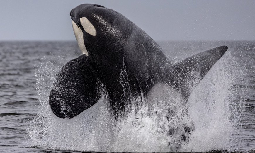 ‘Just Unreal’: Massachusetts Gets Rare Orca Sightings